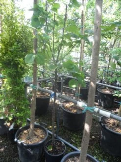 Kweepeer (Cydonia Oblonga) 12 Kweepeer (Cydonia Oblonga) -PlantenPracht Winkel cydonia oblonga halfstam 5 6 8 c10 1