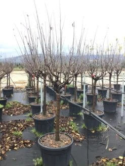 Kaki (Diospyros Kaki 'Rojo Brilliante') -PlantenPracht Winkel cydoniavranjamf 1 1