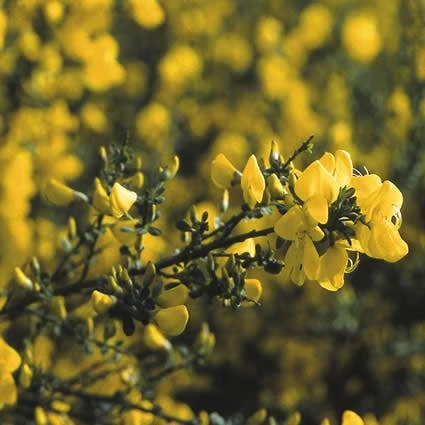 Brem (Cytisus Praecox 'Allgold') 3 Brem (Cytisus Praecox 'Allgold')