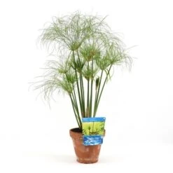 Papyrusplant (Cyperus Percamenthus) -PlantenPracht Winkel cyperus percamenthus