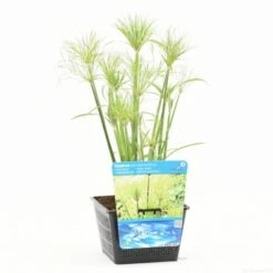 Papyrusplant (Cyperus Percamenthus) -PlantenPracht Winkel cyperus percamenthus s