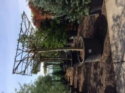 Dakmoerbei (Morus Alba 'Macrophylla') -PlantenPracht Winkel dakmoerbei 4045 1