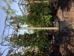 Dakmoerbei (Morus Alba 'Macrophylla') -PlantenPracht Winkel dakmoerbei 4045 2