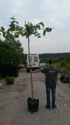 Dakplataan (Platanus Hispanica ) -PlantenPracht Winkel dakplataan 1 1