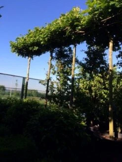 Dakplataan (Platanus Hispanica ) -PlantenPracht Winkel dakplataan 25 30 35 op 280 300stam 1 1