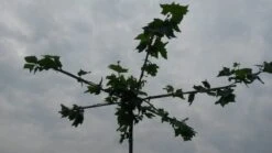 Dakplataan (Platanus Hispanica ) -PlantenPracht Winkel dakplataan 2 1