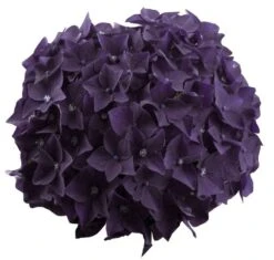 Hortensia Deep Purple Dance (Hydrangea 'Music Collection') -PlantenPracht Winkel deep purple dance bloem 2 1
