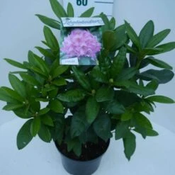 Rhododendron (Rhododendron 'Delta') -PlantenPracht Winkel delta c5 zij 2