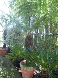 Grote Boomvaren (Dicksonia Antarctica) -PlantenPracht Winkel dicksonia antarctica 100 120stam 1