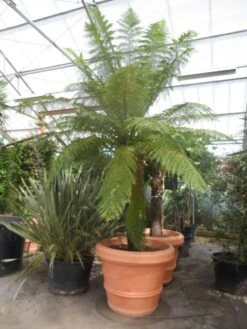 Grote Boomvaren (Dicksonia Antarctica) -PlantenPracht Winkel dicksonia antarctica 160stam extra 1