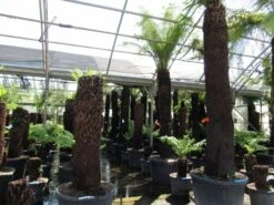 Grote Boomvaren (Dicksonia Antarctica) -PlantenPracht Winkel dicksonia antarctica 2 1