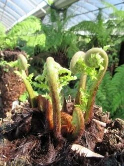 Grote Boomvaren (Dicksonia Antarctica) -PlantenPracht Winkel dicksonia antarctica 3 1