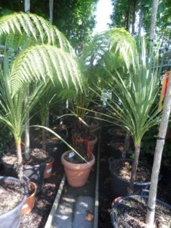 Grote Boomvaren (Dicksonia Antarctica) -PlantenPracht Winkel dicksonia antarctica 40stam cont. 1