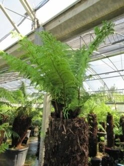 Grote Boomvaren (Dicksonia Antarctica) -PlantenPracht Winkel dicksonia antarctica 4 1