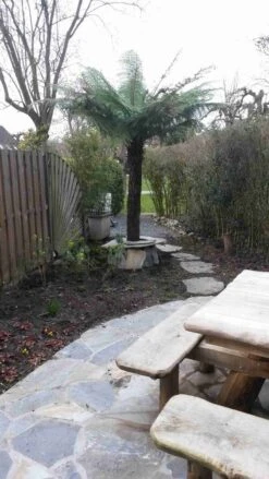 Boomvaren (Dicksonia Antarctica) 22 Boomvaren (Dicksonia Antarctica) -PlantenPracht Winkel dicksonia antartica 1