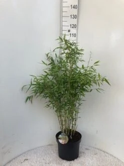 Niet Woekerende Bamboe (Fargesia 'Dino') -PlantenPracht Winkel dino c10