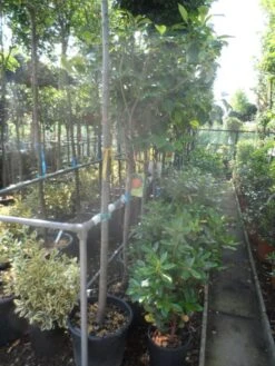 Kaki (Diospyros Kaki) -PlantenPracht Winkel diospyros kaki halfstam 12 14 1 2