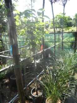 Kaki (Diospyros Kaki) -PlantenPracht Winkel diospyros kaki halfstam 5 6 8 c10