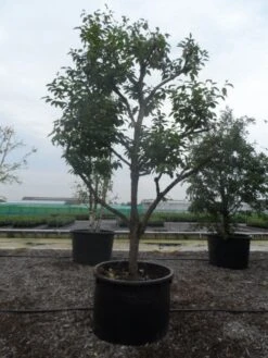 Kaki (Diospyros Kaki) -PlantenPracht Winkel diospyros kaki muscat solitair