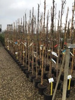 Witte Druif (Vitis Vinifera 'Italia') -PlantenPracht Winkel druif