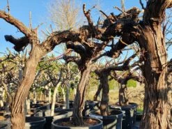 Druif, Op Stam (Vitis Vinifera) 28 Druif, Op Stam (Vitis Vinifera) -PlantenPracht Winkel druifopstamvitisvinifera01 2