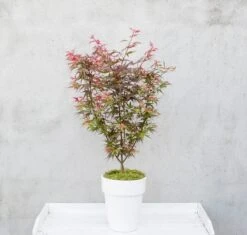 Japanse Esdoorn (Acer Palmatum 'Shaina') -PlantenPracht Winkel dsc 8156