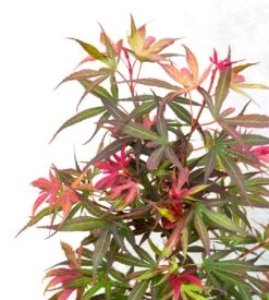 Japanse Esdoorn (Acer Palmatum 'Shaina') -PlantenPracht Winkel dsc 8195