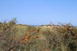 Duindoorn (Hippophae Rhamnoides) -PlantenPracht Winkel duindoorn 1