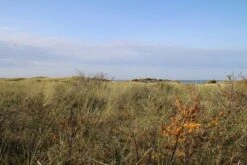 Duindoorn (Hippophae Rhamnoides) -PlantenPracht Winkel duindoorn 2