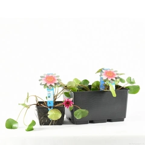 Waterlelie (Nymphaea 'Laydekeri Lilacea') 5 Waterlelie (Nymphaea 'Laydekeri Lilacea') - Afbeelding 3