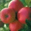 Lei-Appel (Malus Domestica 'Ecolette') -PlantenPracht Winkel ecolette 1 1