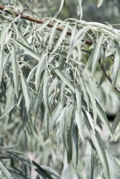 Smalbladige Olijfwilg Als Boom (Elaeagnus Angustifolia) -PlantenPracht Winkel elaeagnus angustifolia 1