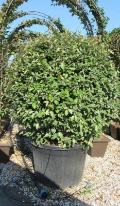 Olijfwilg Als Bol (Elaeagnus Ebbingei 'Compacta') -PlantenPracht Winkel elaeagnus ebbingei 100 110 bol 2