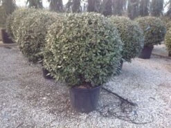 Olijfwilg Als Bol (Elaeagnus Ebbingei 'Compacta') -PlantenPracht Winkel elaeagnus ebbingei 100 110cm bol