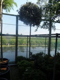 Olijfwilg Als Boom (Elaeagnus Ebbingei) -PlantenPracht Winkel elaeagnus ebbingei 12 14ho cont 2