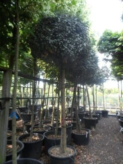 Olijfwilg Op Stam (Elaeagnus Ebbingei) -PlantenPracht Winkel elaeagnus ebbingei 14 16 18ho c130