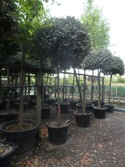 Olijfwilg Als Boom (Elaeagnus Ebbingei) -PlantenPracht Winkel elaeagnus ebbingei 14 16 18ho c130 2 1