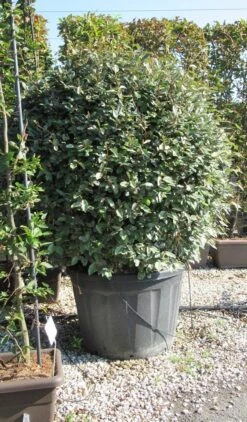 Olijfwilg Als Bol (Elaeagnus Ebbingei 'Compacta') -PlantenPracht Winkel elaeagnus ebbingei bol 2