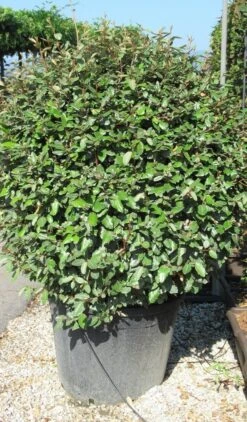 Olijfwilg Als Bol (Elaeagnus Ebbingei 'Compacta') -PlantenPracht Winkel elaeagnus ebbingei bol 2 2