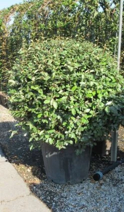 Olijfwilg Als Bol (Elaeagnus Ebbingei 'Compacta') -PlantenPracht Winkel elaeagnus ebbingei bol 3