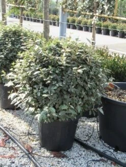 Olijfwilg Als Bol (Elaeagnus Ebbingei 'Compacta') -PlantenPracht Winkel elaeagnus ebbingei bol 70 cm 2