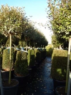 Olijfwilg Op Stam (Elaeagnus Ebbingei) -PlantenPracht Winkel elaeagnus ebbingei halfstam 2