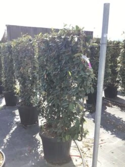 Olijfwilg Als Leivorm (Elaeagnus Ebbingei) -PlantenPracht Winkel elaeagnus ebbingei leivorm c45