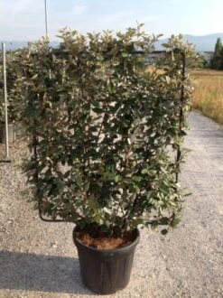 Olijfwilg Als Leivorm (Elaeagnus Ebbingei) -PlantenPracht Winkel elaeagnus ebbingei leivorm c45 1 1