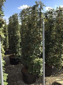 PlantenPracht Winkel -PlantenPracht Winkel elaeagnus ebbingei leivorm c60