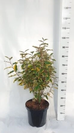 Olijfwilg (Elaeagnus Ebbingei 'Viveleg') -PlantenPracht Winkel elaeagnus ebbingei viveleg week 4 2021 1600x1200 1 2 1