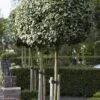 Olijfwilg Als Boom (Elaeagnus Ebbingei) -PlantenPracht Winkel elaeagnus x ebbingei01 1
