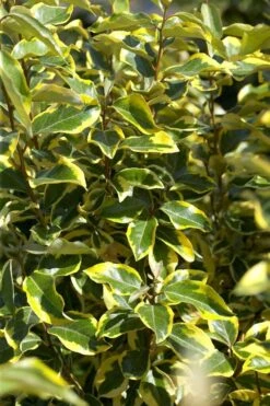 Bontbladige Olijfwilg Als Boom (Elaeagnus Ebbingei 'Gilt Edge') -PlantenPracht Winkel elaeagnusgiltedgev01 1