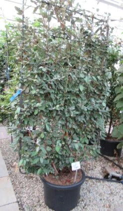 Olijfwilg Als Leivorm (Elaeagnus Ebbingei) -PlantenPracht Winkel eleagnus 110x180 leivorm 2