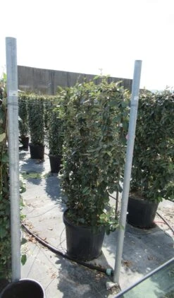 Olijfwilg Als Leivorm (Elaeagnus Ebbingei) -PlantenPracht Winkel eleagnus 80x110 leivorm